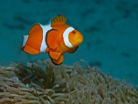 Gapang House Reef (1) [ 20 images ]